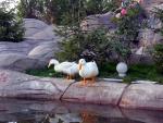 DSC07532.jpg